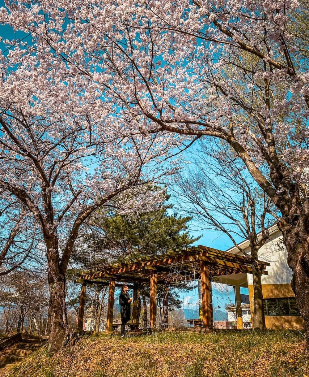 2026 Cherry Blossoms in Korea Forecast | Best Festivals in Seoul, Jinhae, Busan and More 36 cherry blossoms in korea | gurye