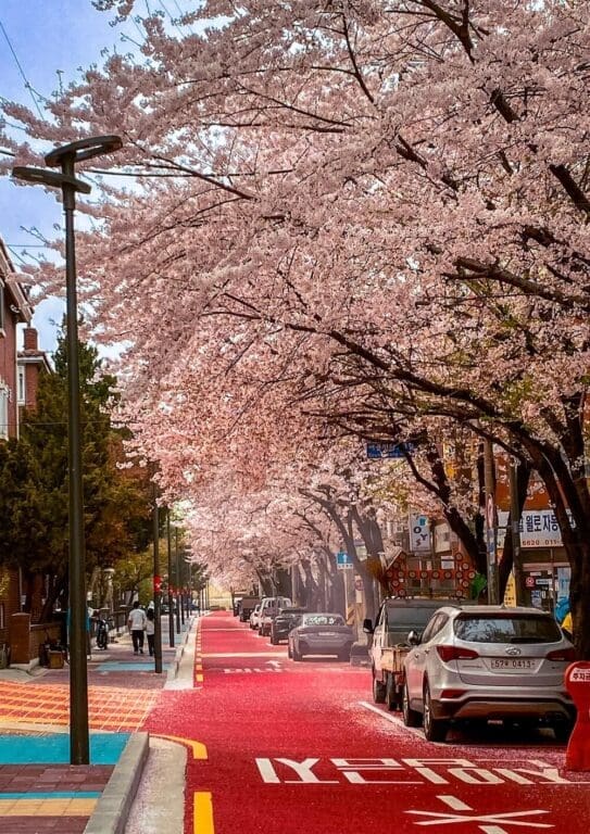 From Incheon Airport to Hongdae: A Quick & Easy Transit Guide (2026) 1 cherry blossoms over the red road in hongdae neighbourhood in seoul