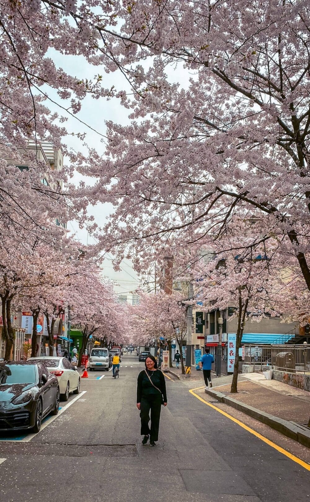 2026 Cherry Blossoms in Korea Forecast | Best Festivals in Seoul, Jinhae, Busan and More 39 cherry blossoms in korea
