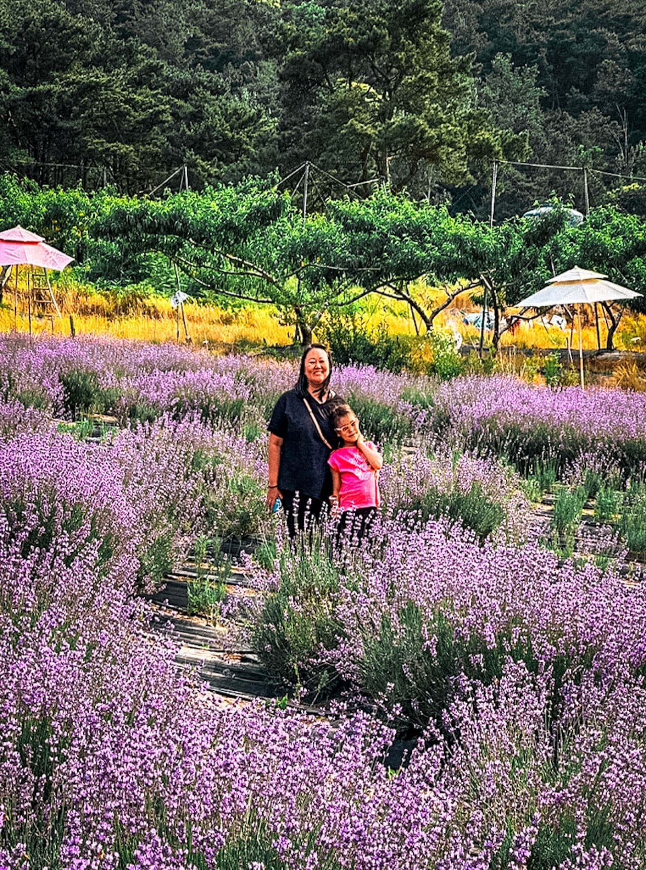 herb one lavender festival