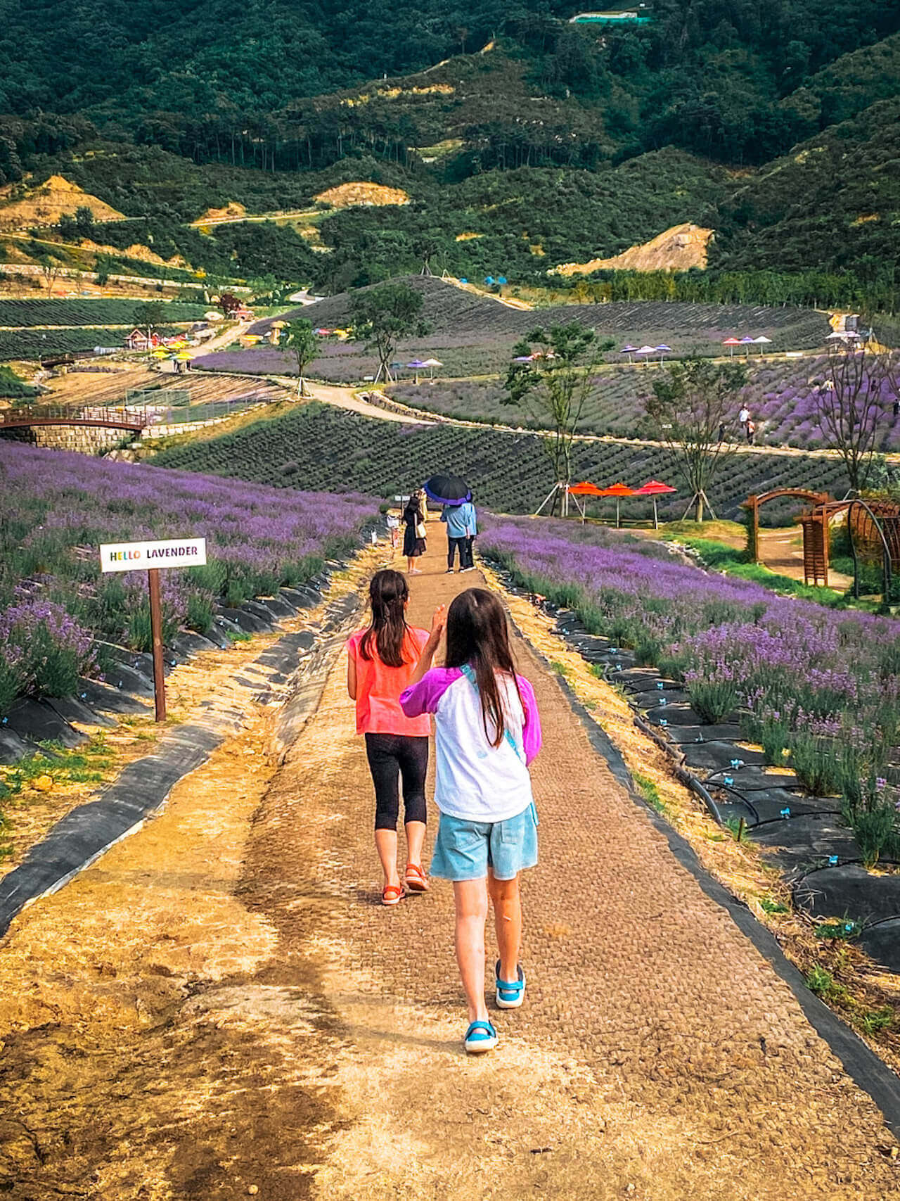 herb one lavender festival korea