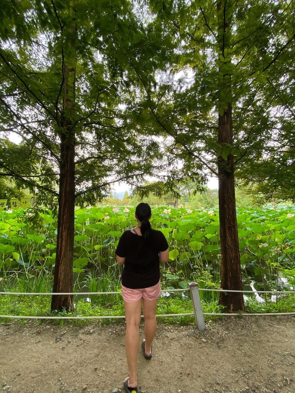 Summer in Korea 2026 | 43 Awesome Activities and Fun Festivals to Enjoy 44 summer in korea | lotus flowers in full bloom