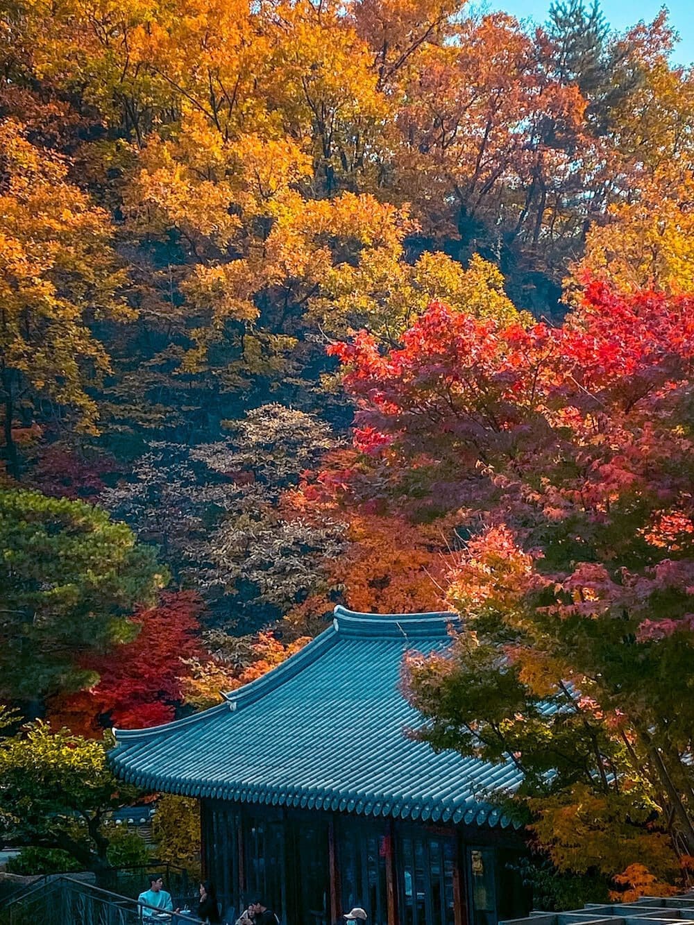 Traditional Korean tiled pavilion roof surrounded by vibrant autumn foliage at Hwadam Botanic Garden.