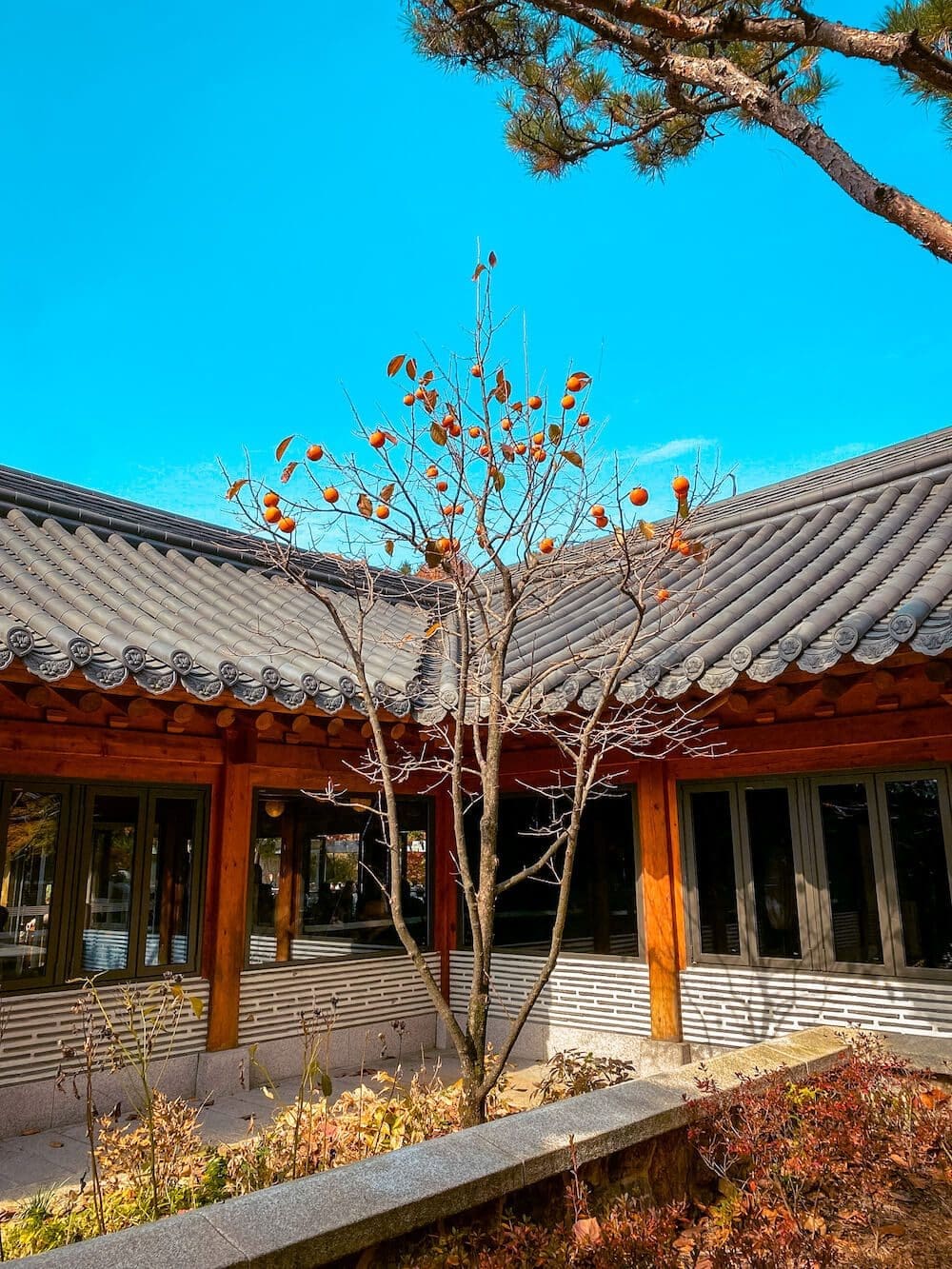 A bare persimmon tree covered in bright orange fruit standing in front of a traditional Hanok wooden building at Hwadam Botanic Garden