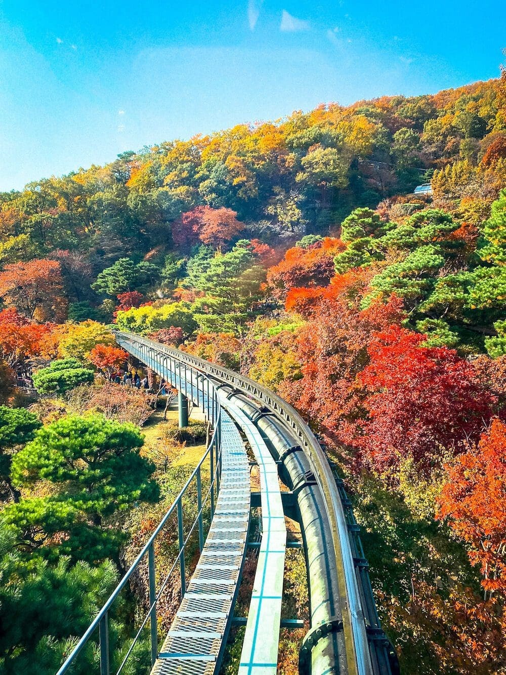 Scenic view from a monorail window looking down at elevated tracks weaving through dense hillsides of peak red and green autumn maple trees at Hwadam Botanic Garden.