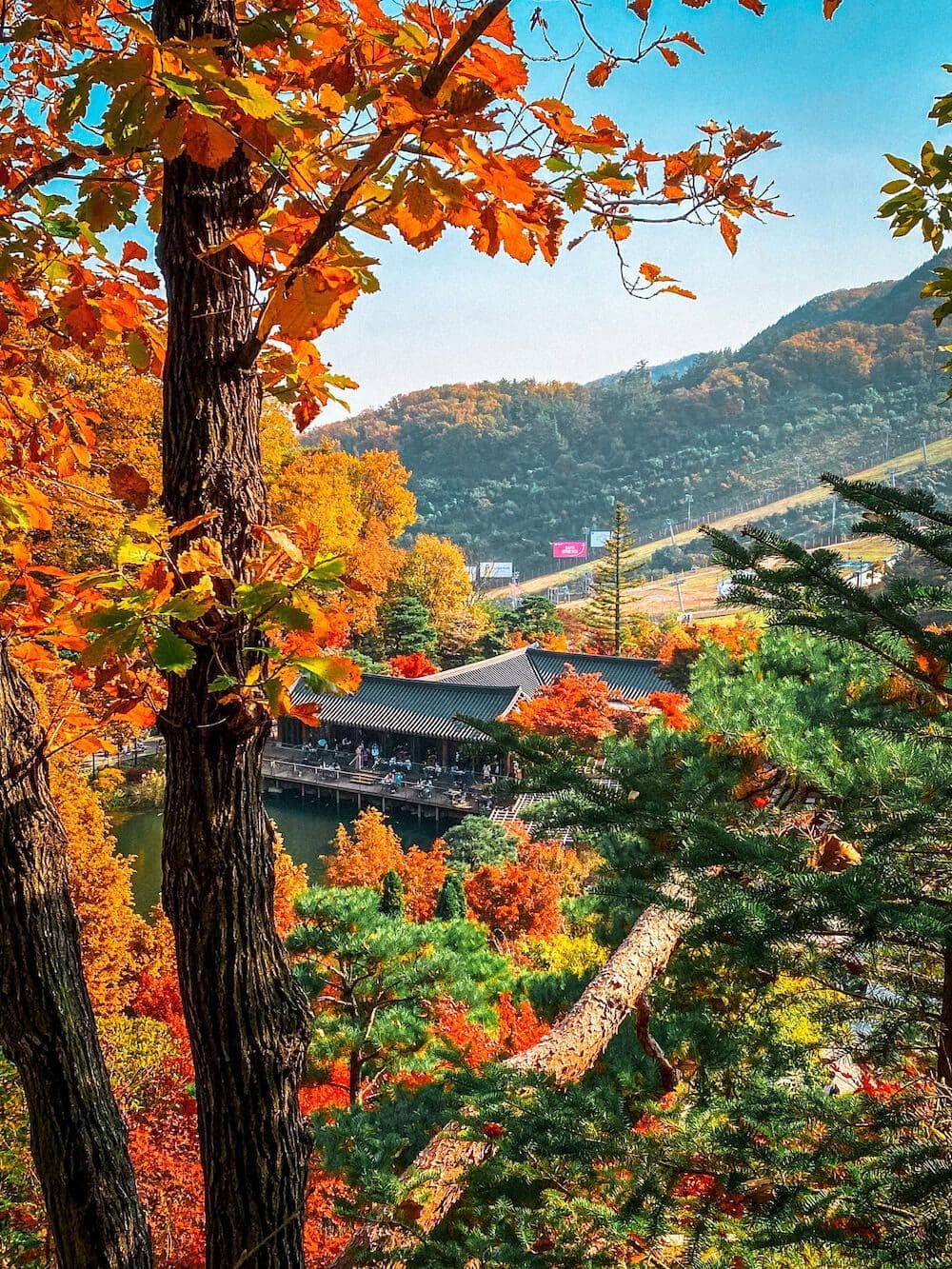 Looking down from a steep mountain slope at traditional buildings and ponds surrounded by peak autumn trees at Hwadamsup