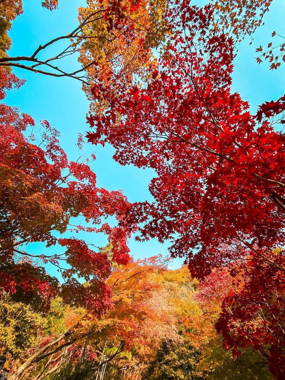 Vibrant red maple leaves under a clear blue sky along the transit route to Hwadam Botanic Garden