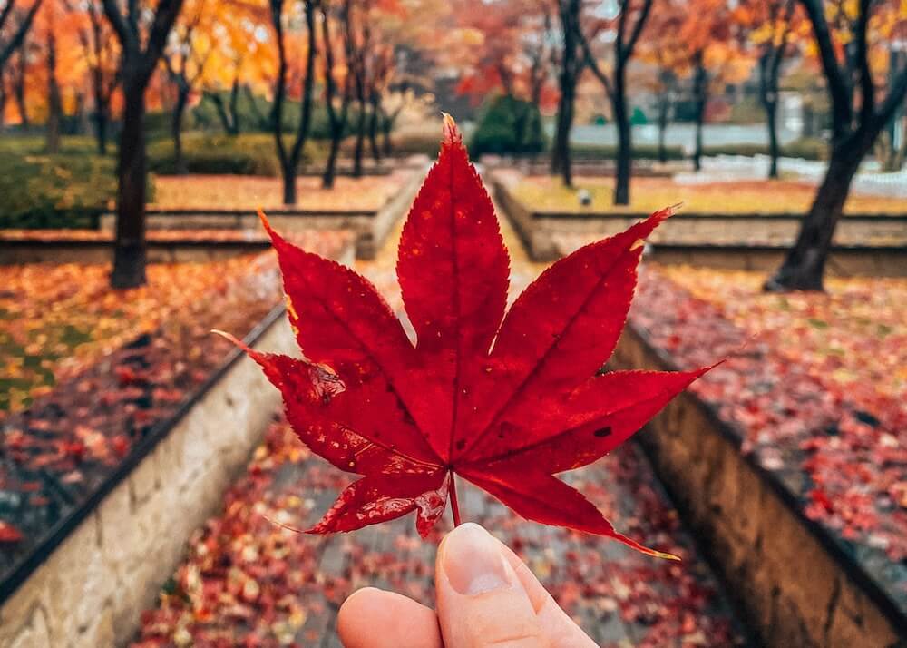 Autumn in Korea Forecast 2026 | 48 Exceptional Places to See Breathtaking Fall Foliage 6 autumn in korea | fall foliage