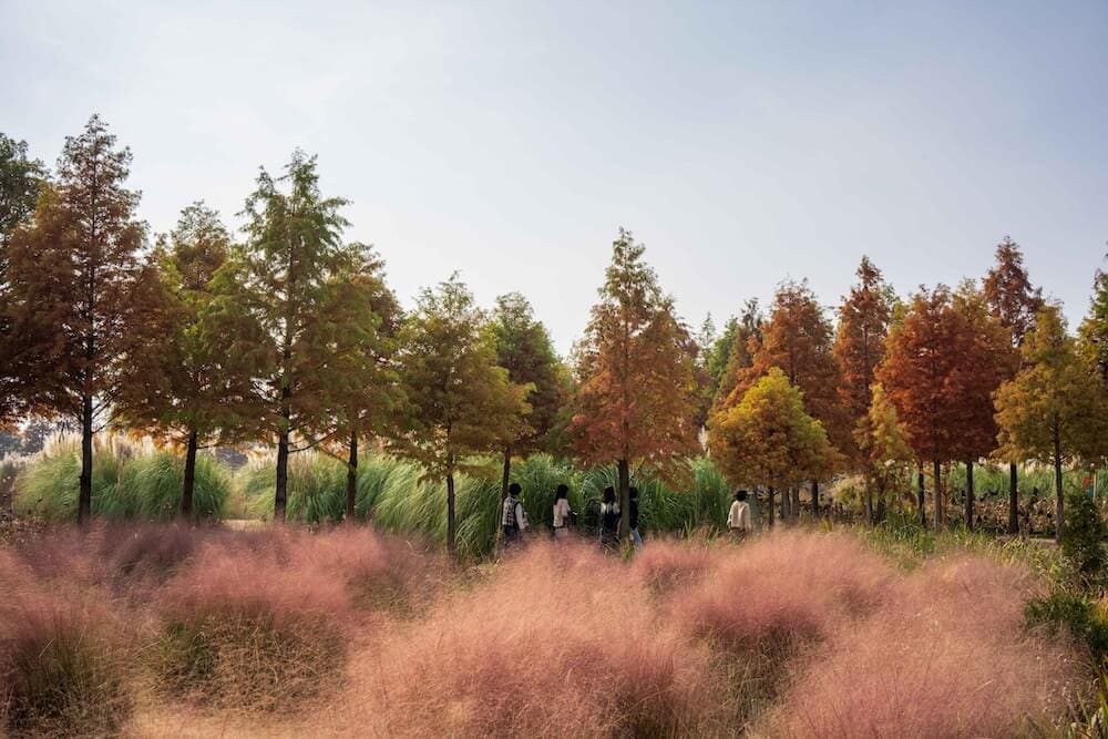 21 Surreal Spots to See Dreamy Pink Muhly in Korea in Autumn 2026 21 pampas grass and pink muhly grass at cheongsan arboretum in autumn