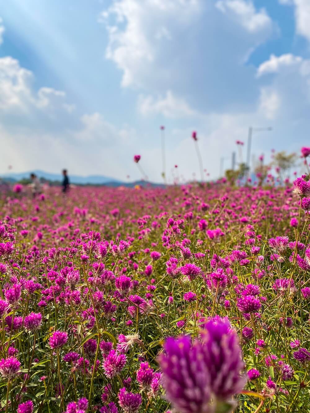 Close-up of bright purple globe amaranth flowers under a blue sky at Yangju Nari Park in Korea