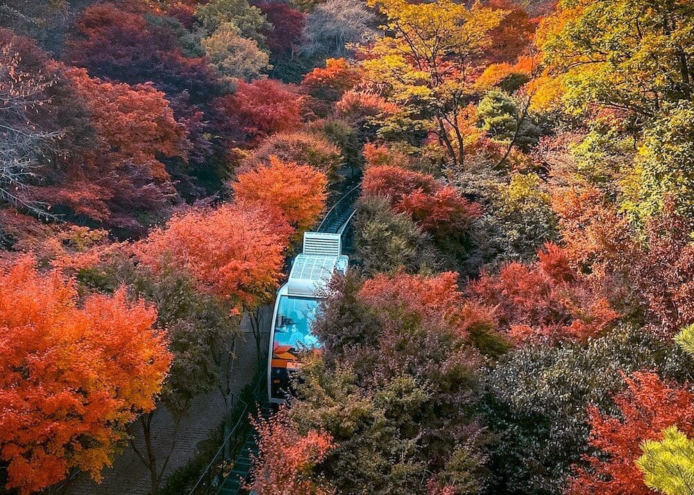 White monorail car travelling through a thick forest of bright red autumn maple trees at Hwadam Botanic Garden
