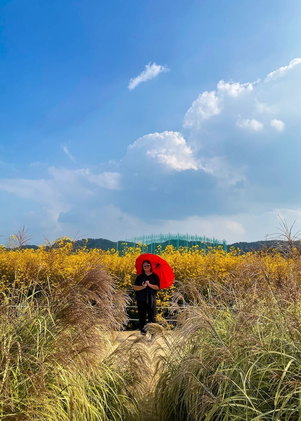 Woman holding a bright red parasol standing on a path surrounded by zebra grass and yellow cosmos at Yangju Nari Park in autumn.