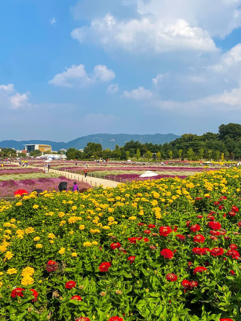 Wide view of yellow and red cosmos flower fields with walking paths at Yangju Nari Park during autumn