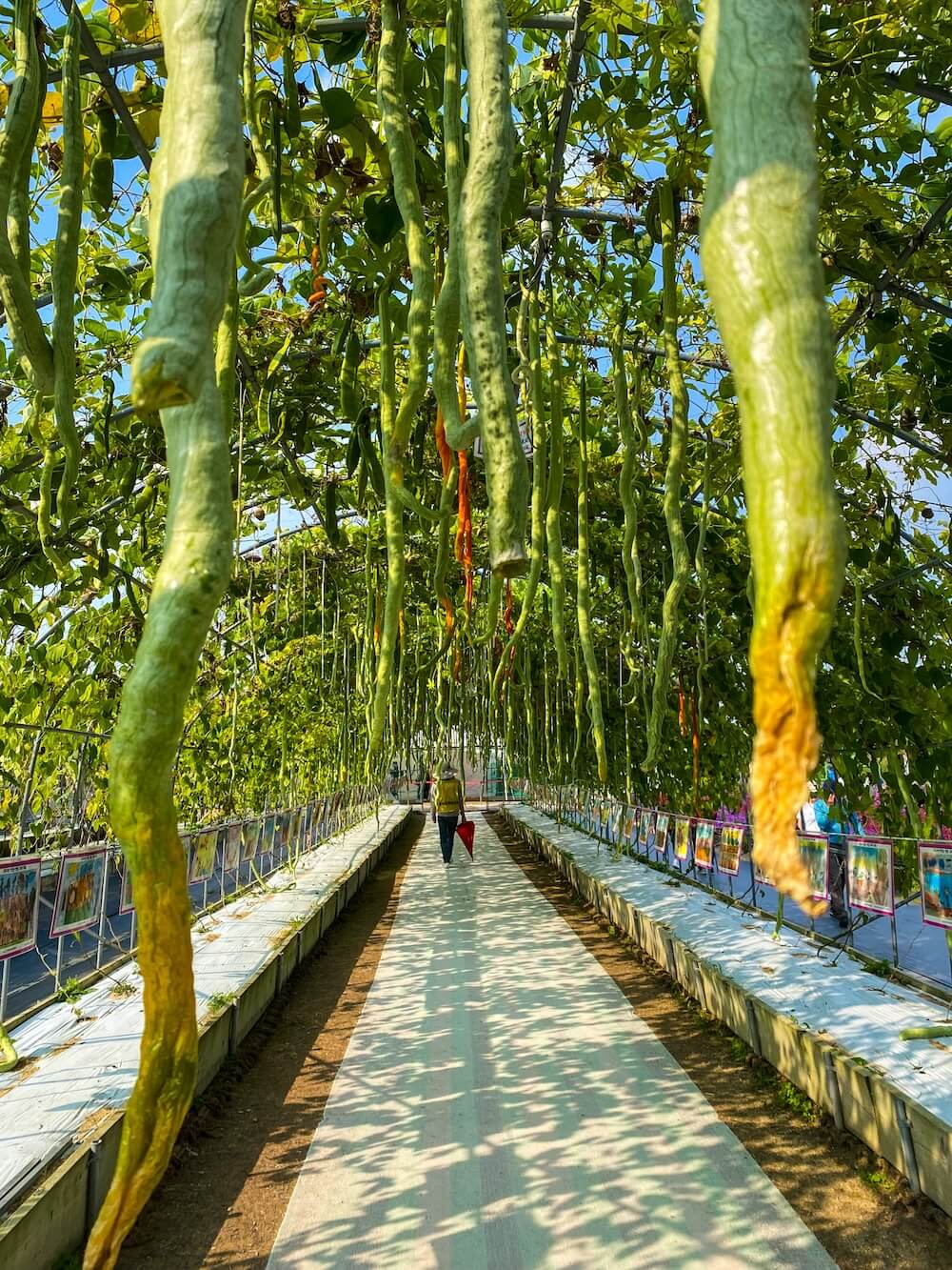 Long green snake gourds hanging from the ceiling of an arched vine tunnel walkway at Yangju Nari Park in Korea