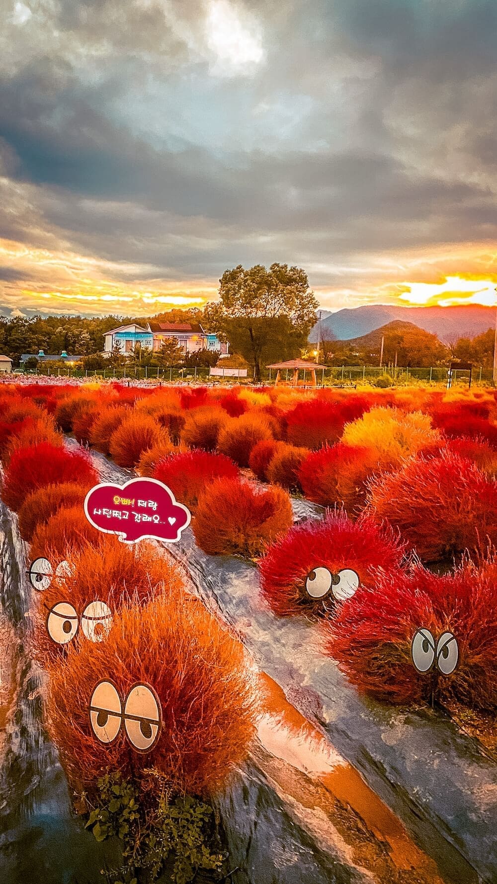 Autumn in Seoul | 17 Spectacular Places to Visit in Seoul during Autumn 29 autumn in seoul | goseokjeong flower garden
