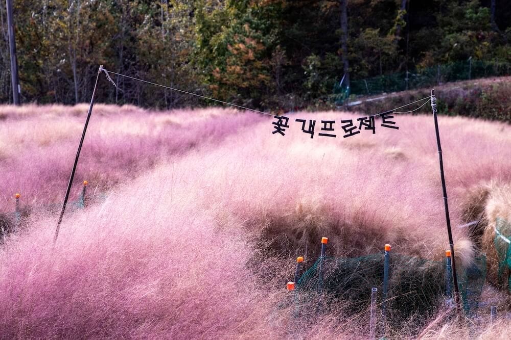 pink muhly in full bloom at Kkotgaek Project during October in Korea