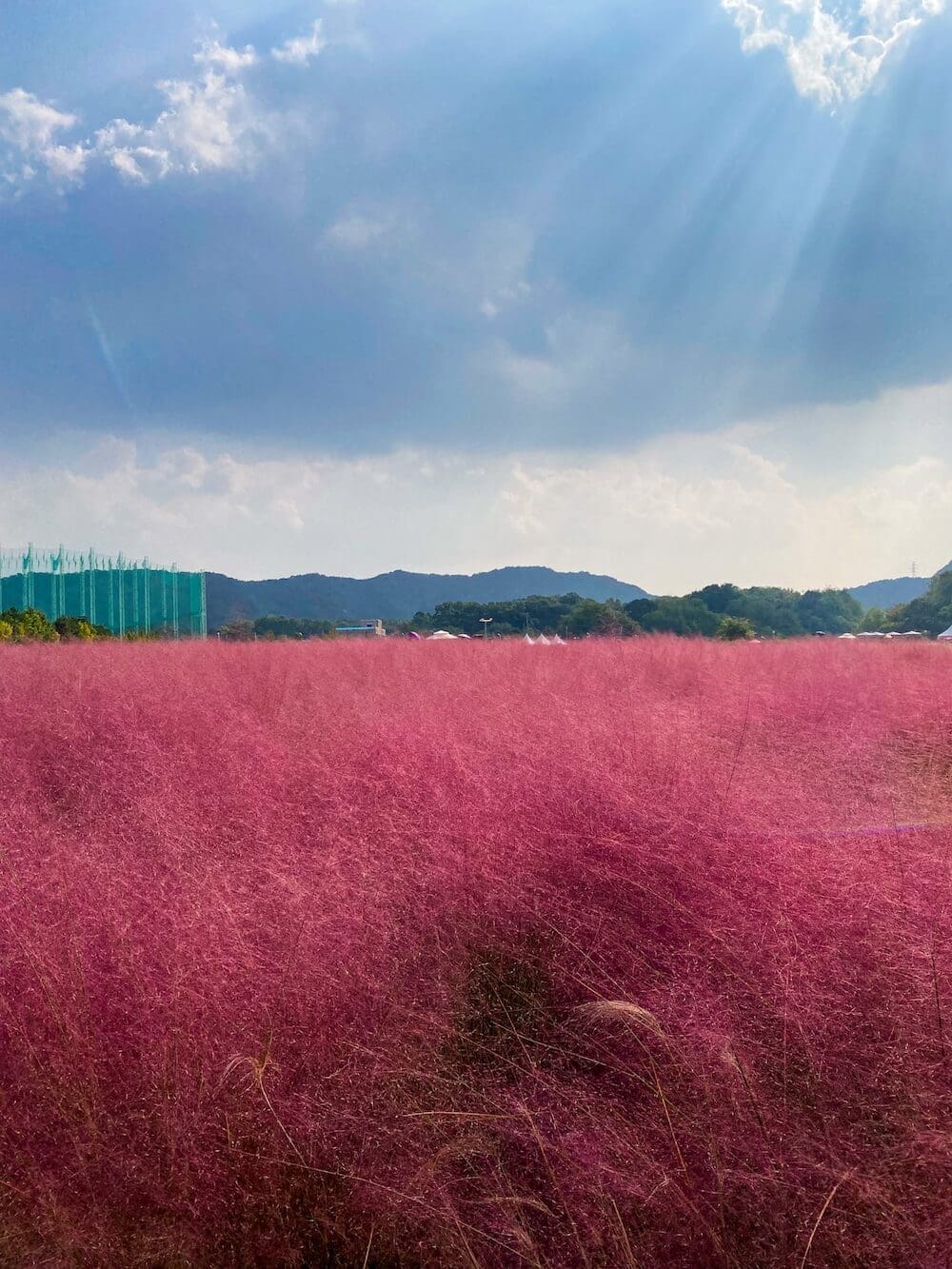 Korea in November 2026 Travel: The Last Fall Foliage, Winter Weather Prep + What to See & Do 15 pink muhly in korea