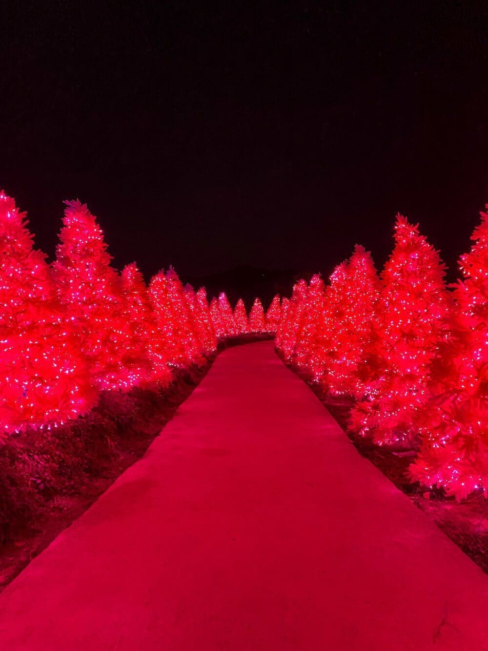 Visiting Korea in January 2026 | What I’ve Learned from Living in Seoul for 15 Years 23 Korea in January | Pocheon Herb Island Light Festival