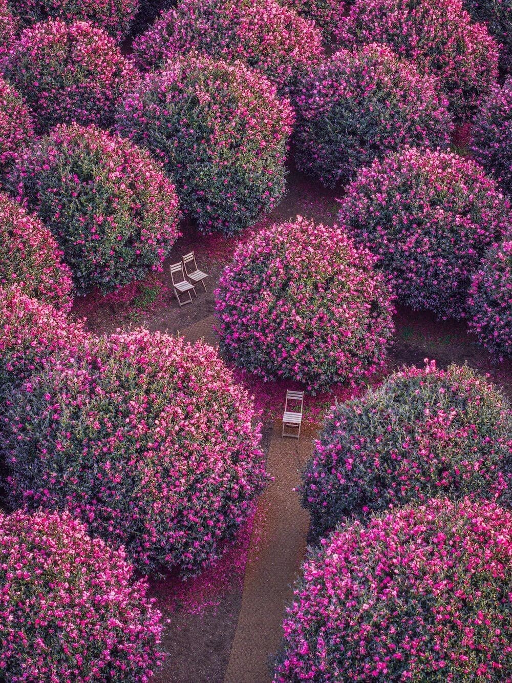 Korea in November 2026 Travel: The Last Fall Foliage, Winter Weather Prep + What to See & Do 19 korea in november | camelia flowers on jeju island
