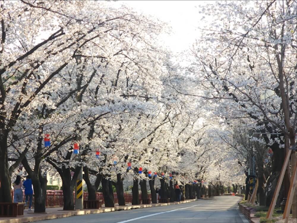 2026 Cherry Blossoms in Korea Forecast | Best Festivals in Seoul, Jinhae, Busan and More 23 eden cherry blossom road festival in korea