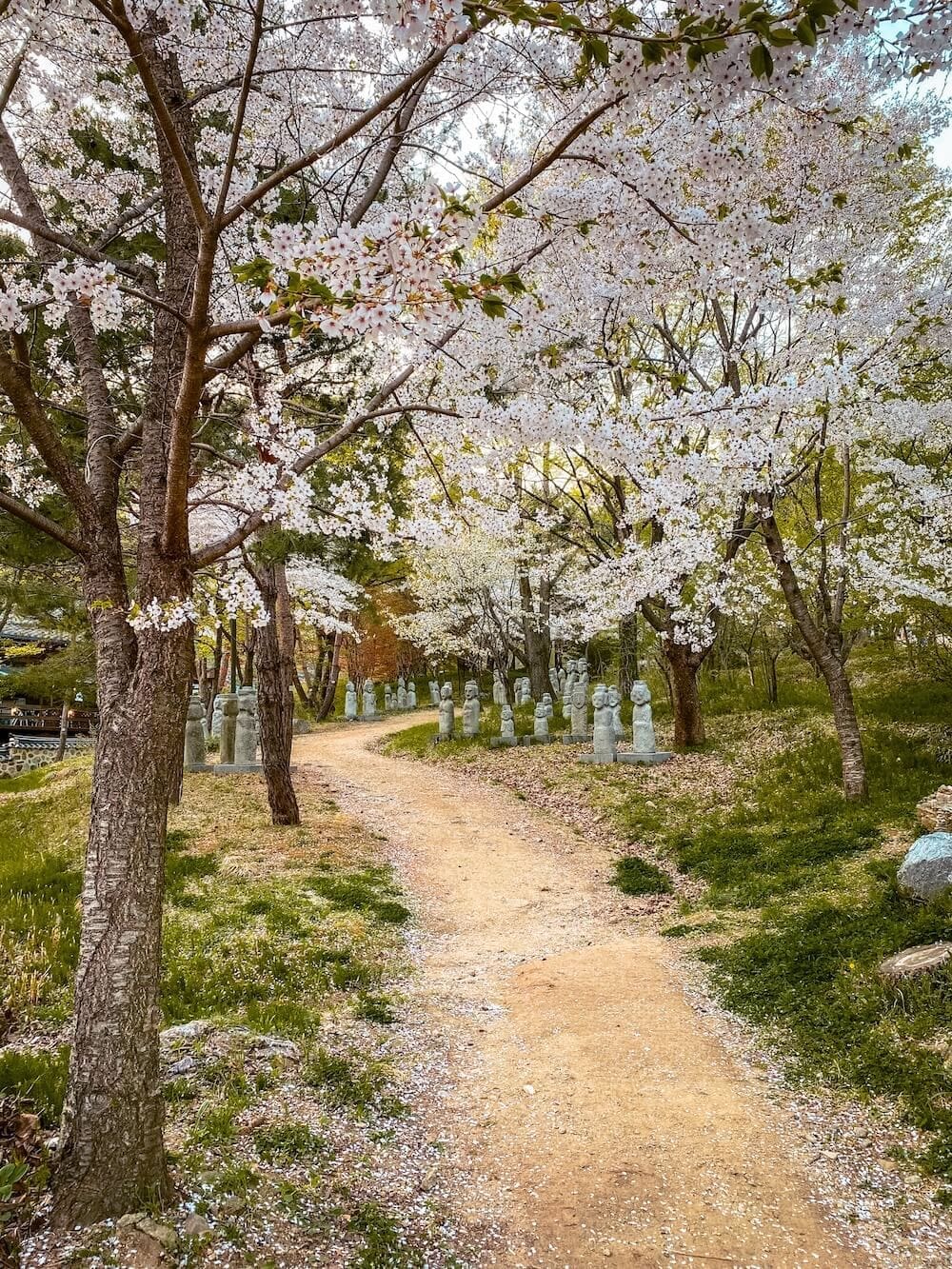 2026 Cherry Blossoms in Korea Forecast | Best Festivals in Seoul, Jinhae, Busan and More 44 cherry blossoms in korea | namhansanseong fortress