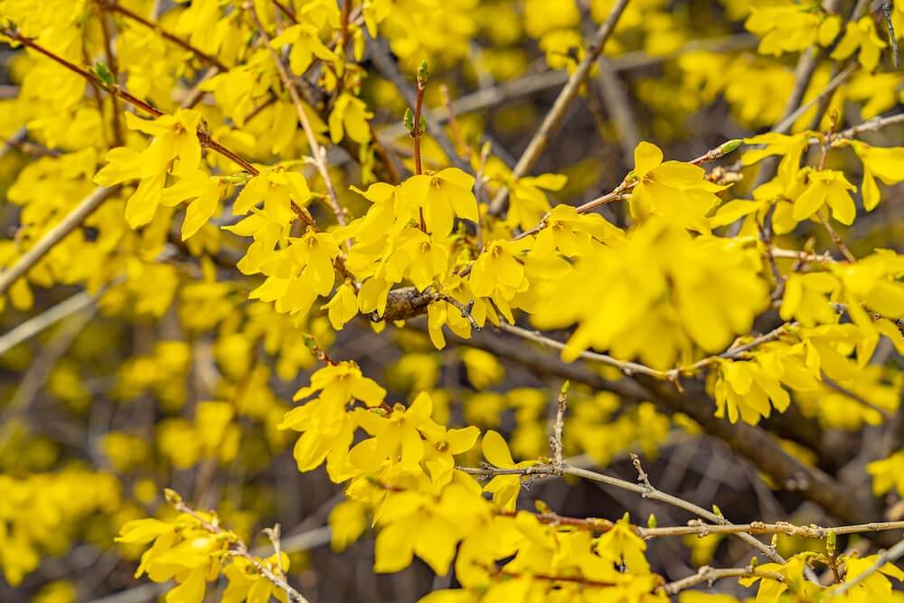 Eungbongsan Mountain | Vibrant Forsythia, Palgakjeong Pavilion, and Gorgeous Views over Seoul 8 forsythia at eungbongsan in spring