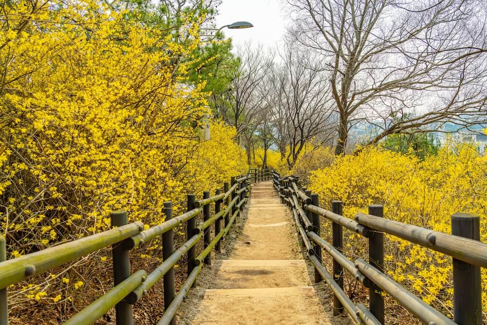 Eungbongsan Mountain | Vibrant Forsythia, Palgakjeong Pavilion, and Gorgeous Views over Seoul 5 eungbongsan mountain in spring