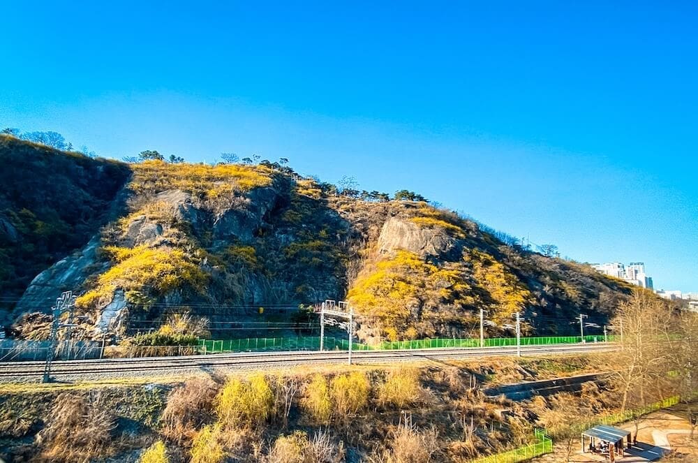 Eungbongsan Mountain | Vibrant Forsythia, Palgakjeong Pavilion, and Gorgeous Views over Seoul 7 eungbongsan mountain in spring