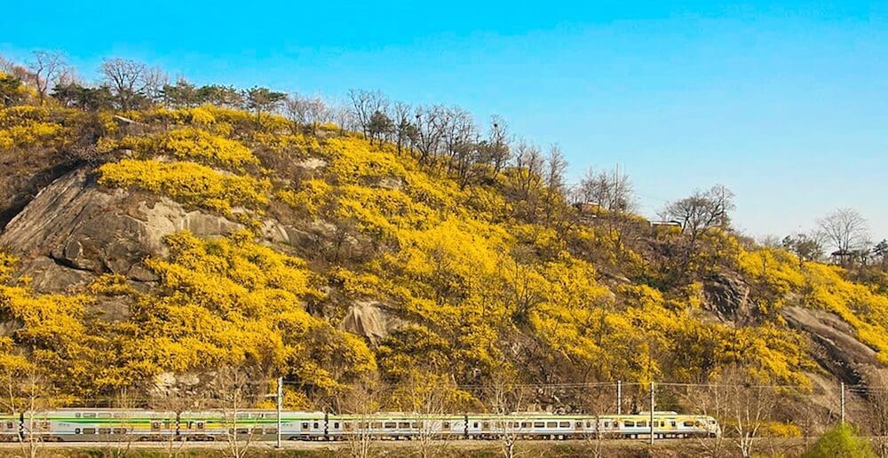Eungbongsan Mountain | Vibrant Forsythia, Palgakjeong Pavilion, and Gorgeous Views over Seoul 4 eungbongsan mountain i seoul