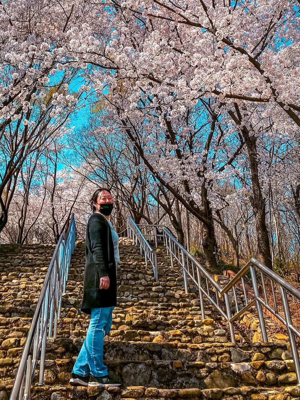 About Travel Stained 1 cherry blossoms in daegu korea