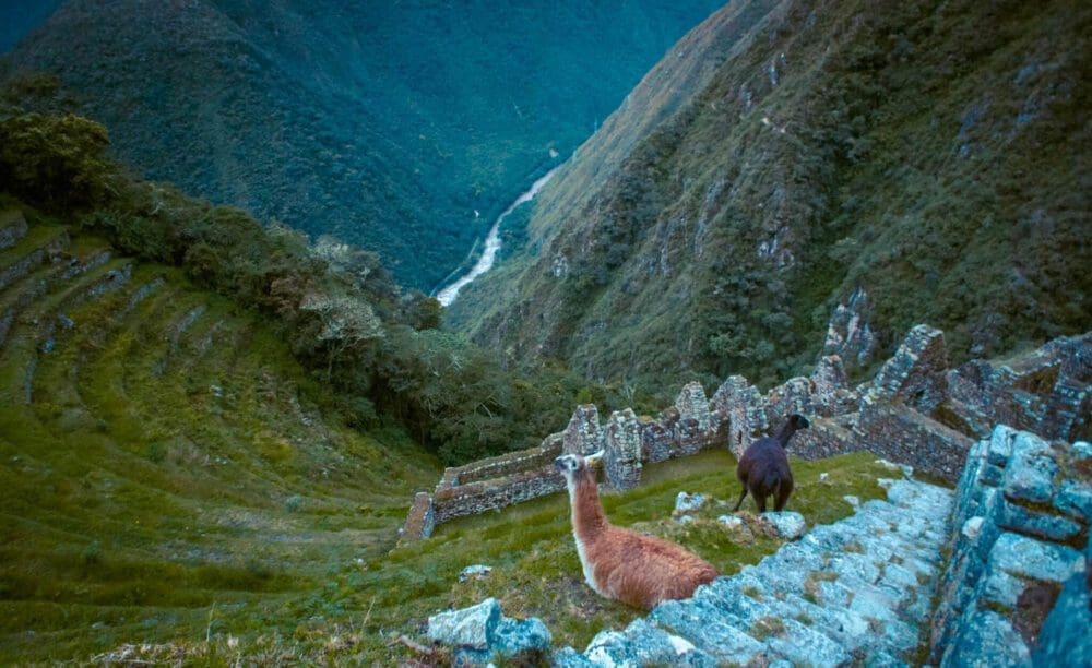 The Inca Trail Hike to Machu Picchu AKA "Dead Woman in the Pass at 4200 Metres" 23 winay wayna inca trail ruins