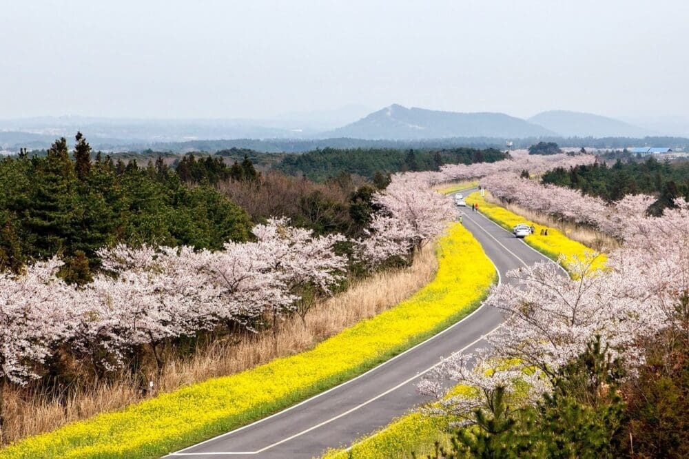 Exploring Korea in March 2026 | A Local's Insider Guide 11 march in south korea | jeju cherry blossoms