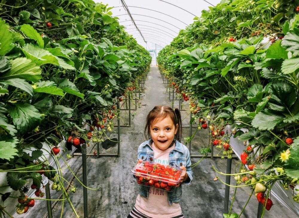 Exploring Korea in March 2026 | A Local's Insider Guide 33 strawberry greenhouse in korea