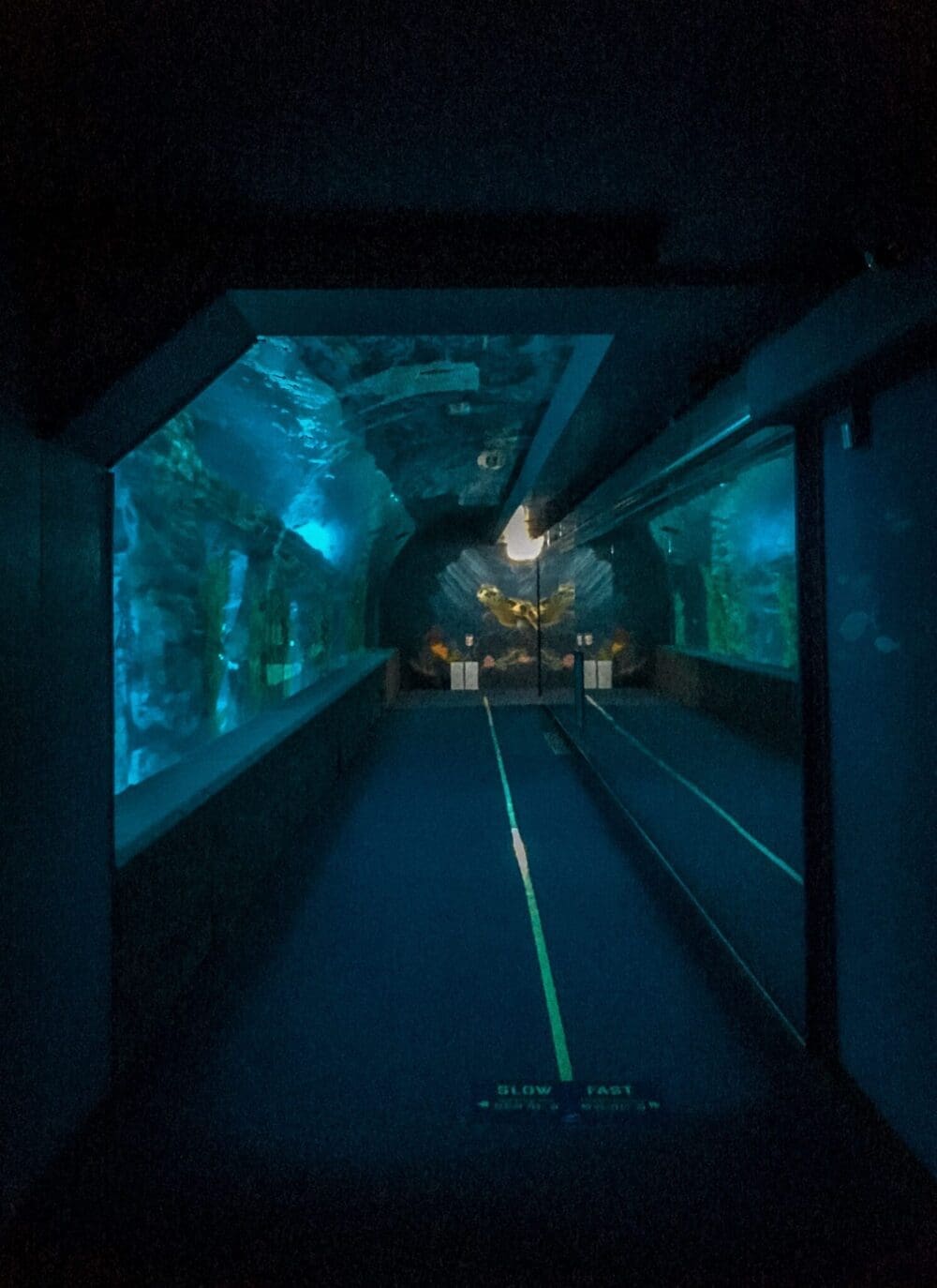 Lotte World Aquarium Review | Under the Sea with 650 Incredible Marine Species 10 ocean tunnel at lotte world aquarium