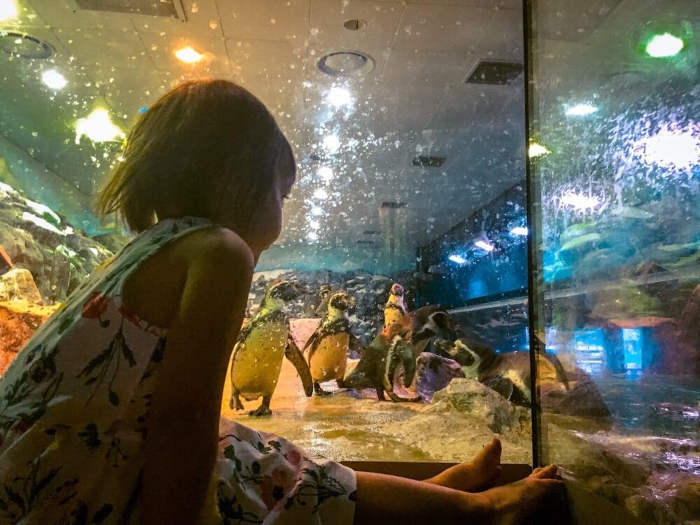 Lotte World Aquarium Review | Under the Sea with 650 Incredible Marine Species 11 penguins at the lotte world aquarium