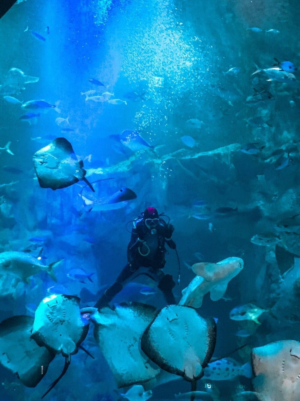 Lotte World Aquarium Review | Under the Sea with 650 Incredible Marine Species 2 scuba diver inside main tank at lotte world aquarium