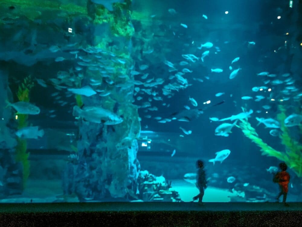 Lotte World Aquarium Review | Under the Sea with 650 Incredible Marine Species 6 main tank at lotte world aquarium