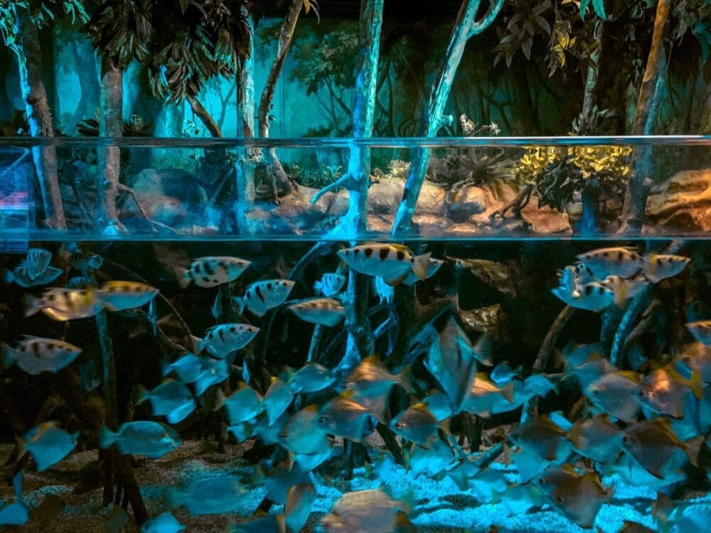 Lotte World Aquarium Review | Under the Sea with 650 Incredible Marine Species 5 fish at lotte world aquarium in seoul
