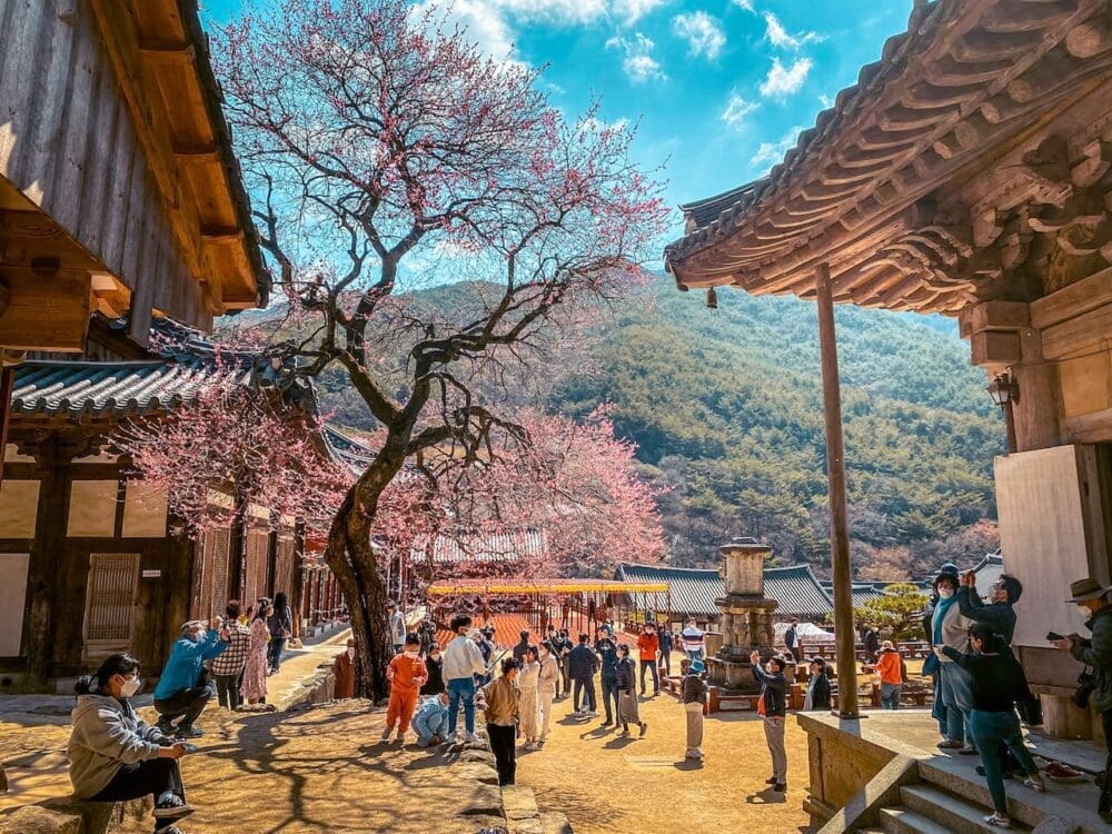 Exploring Korea in March 2026 | A Local's Insider Guide 29 south korea in march | hwaeosma temple gurye