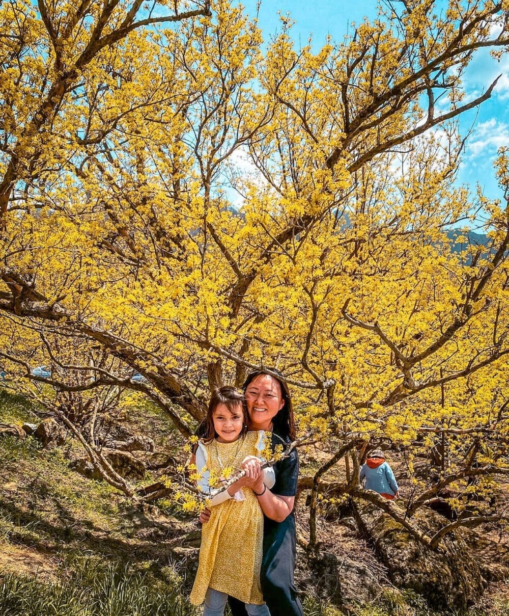 Exploring Korea in March 2026 | A Local's Insider Guide 1 korea in march | sansuyu village gurye