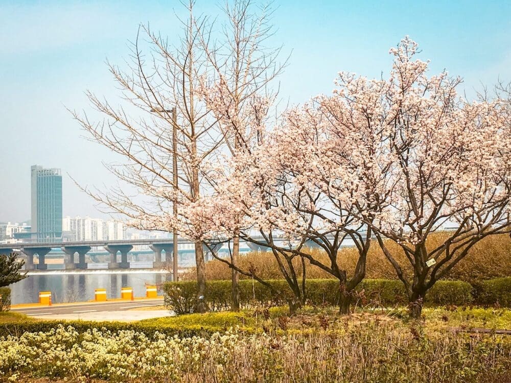 Exploring Korea in March 2026 | A Local's Insider Guide 2 south korea in march | jamsil hangang park plum blossoms