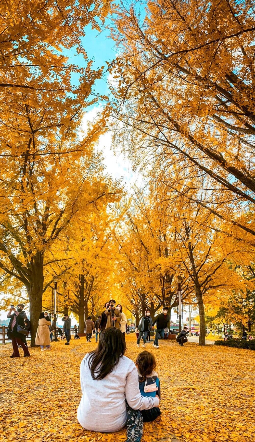 asan ginkgo tree road in autumn