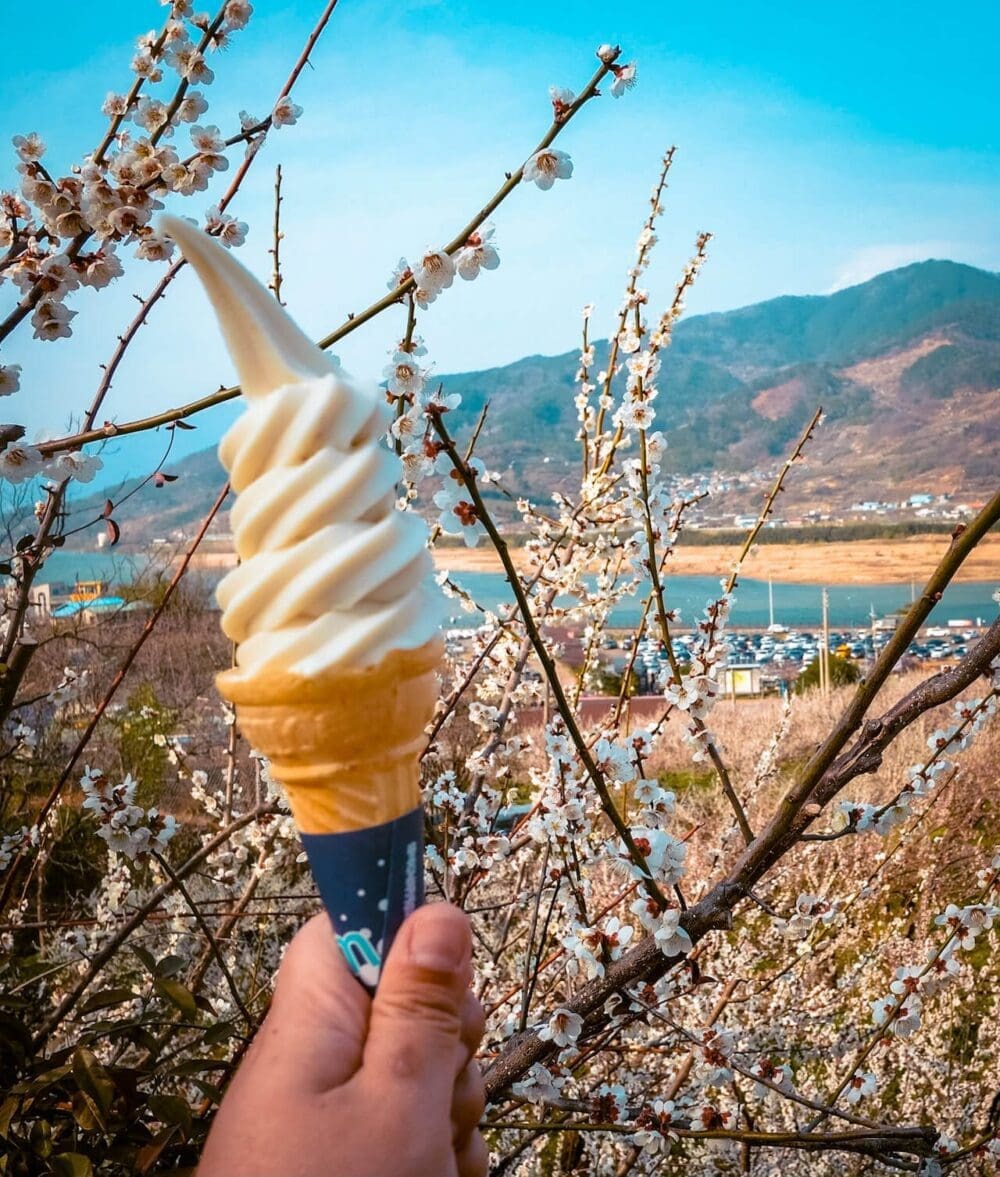 How to Visit the Gwangyang Maehwa Festival 2026 | Korea's First Spring Flowers! 27 maesil ice cream at gwangyang maehwa festival