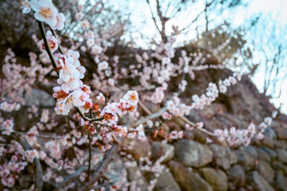 How to Visit the Gwangyang Maehwa Festival 2026 | Korea's First Spring Flowers! 12 plum blossoms at gwangyang maehwa village