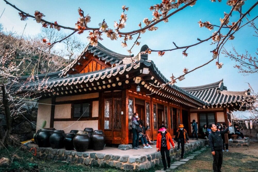 How to Visit the Gwangyang Maehwa Festival 2026 | Korea's First Spring Flowers! 19 gwangyang maehwa festival in south korea