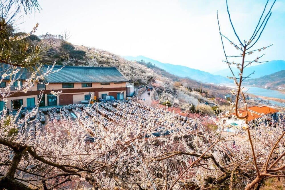 How to Visit the Gwangyang Maehwa Festival 2026 | Korea's First Spring Flowers! 13 gwangyang maehwa village