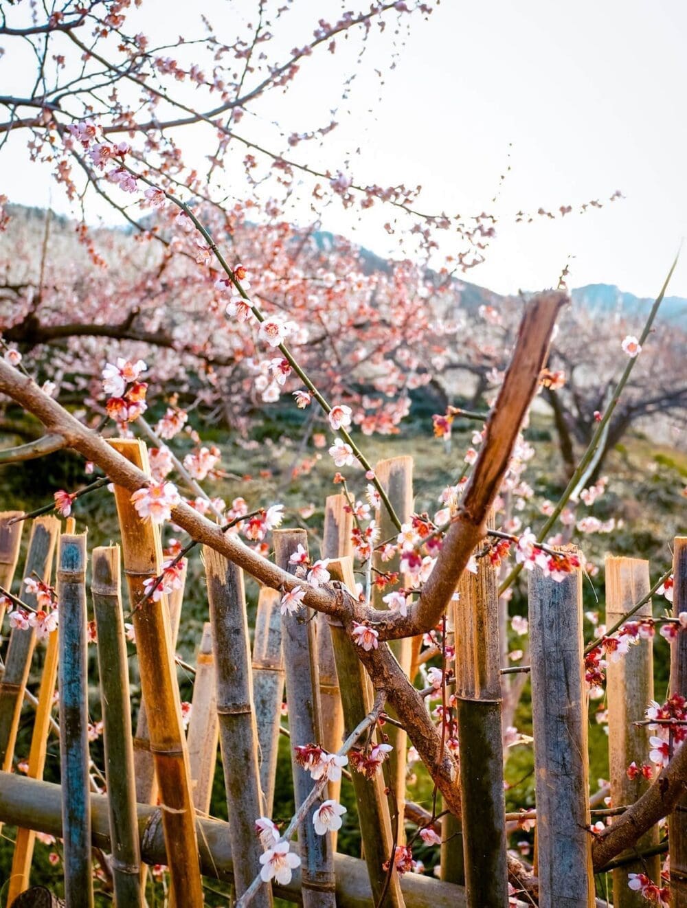 How to Visit the Gwangyang Maehwa Festival 2026 | Korea's First Spring Flowers! 2 gwangyang maehwa village