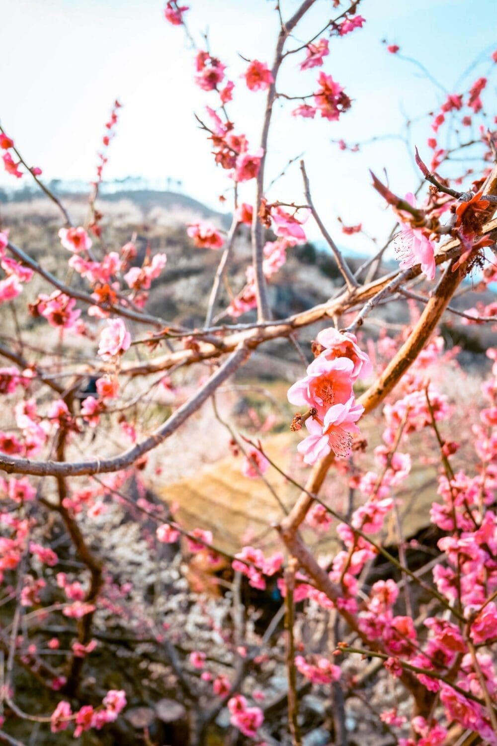 How to Visit the Gwangyang Maehwa Festival 2026 | Korea's First Spring Flowers! 20 gwangyang maehwa festival | red plum blossoms