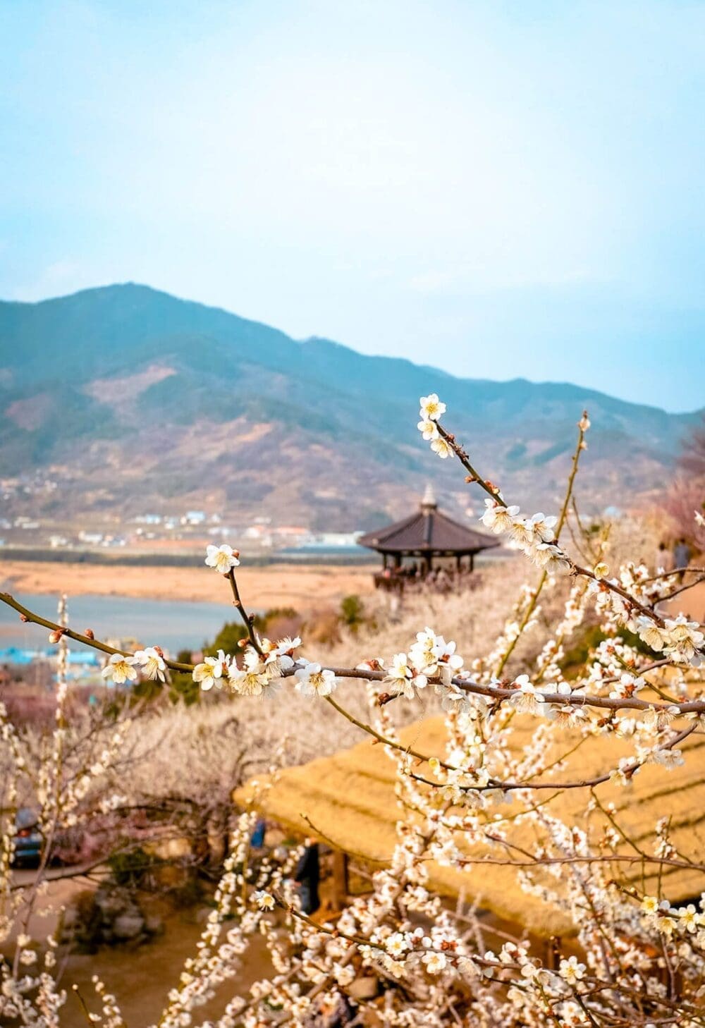 How to Visit the Gwangyang Maehwa Festival 2026 | Korea's First Spring Flowers! 10 plum blossoms at gwangyang maehwa festival