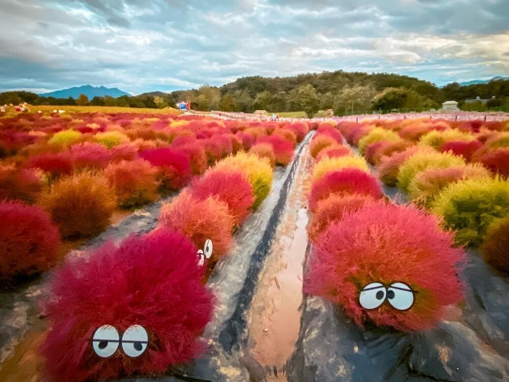 kochia scopario at goseokjeong flower garden in autumn